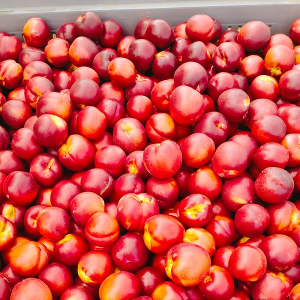 MangiaBin Elemento 1