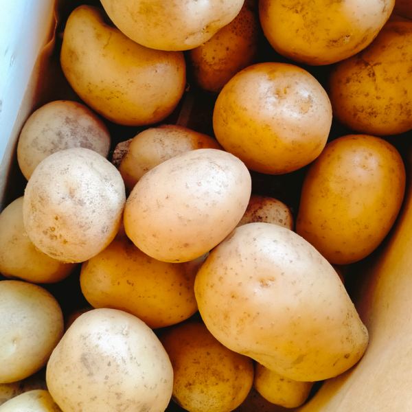 MangiaBin Elemento 18