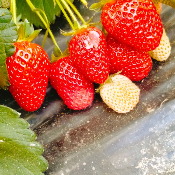 MangiaBin Elemento 2