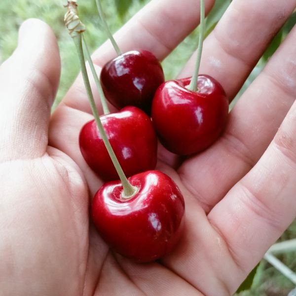 MangiaBin Elemento 21