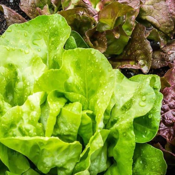 MangiaBin Elemento 7