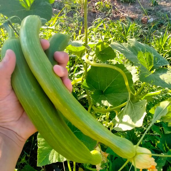 MangiaBin Elemento2 22