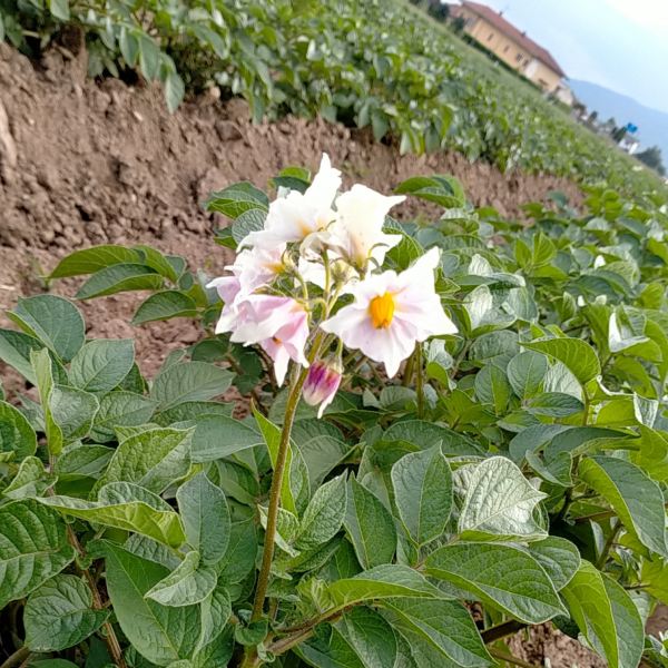 MangiaBin Elemento2 5